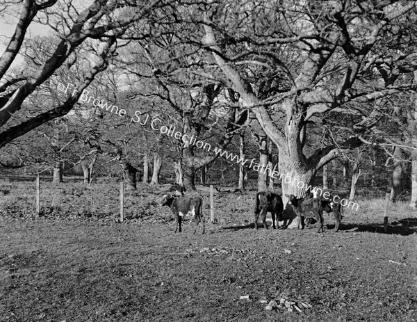 CATTLE UNDER TREES